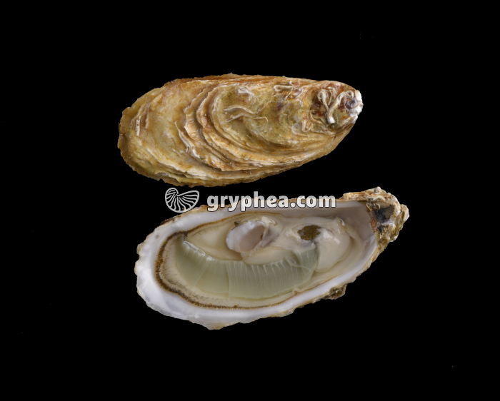 Huitre ouverte montrant les 2 valves et l'anatomie de l'animal (Crassostrea gigas) - gryphea.com